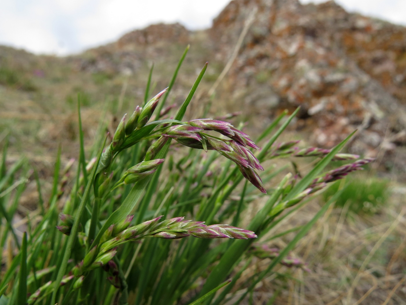 Изображение особи Festuca sibirica.