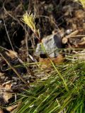 Carex humilis