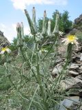 Scorzonera bracteosa. Верхушка цветущего растения с корзинками на разной стадии развития. Казахстан, хр. Сырдарьинский Каратау, верховья ущ. Беркара, склон сев.-зап. экспозиции, ≈ 1000 м н.у.м., осыпь. 27 мая 2021 г.