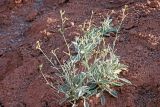 Matthiola integrifolia. Цветущее растение. Узбекистан, Сурхандарьинская обл., горы Байсунтау, окр. кишлака Кызылнаур, глинистый краснозёмный склон. 29.05.2021.