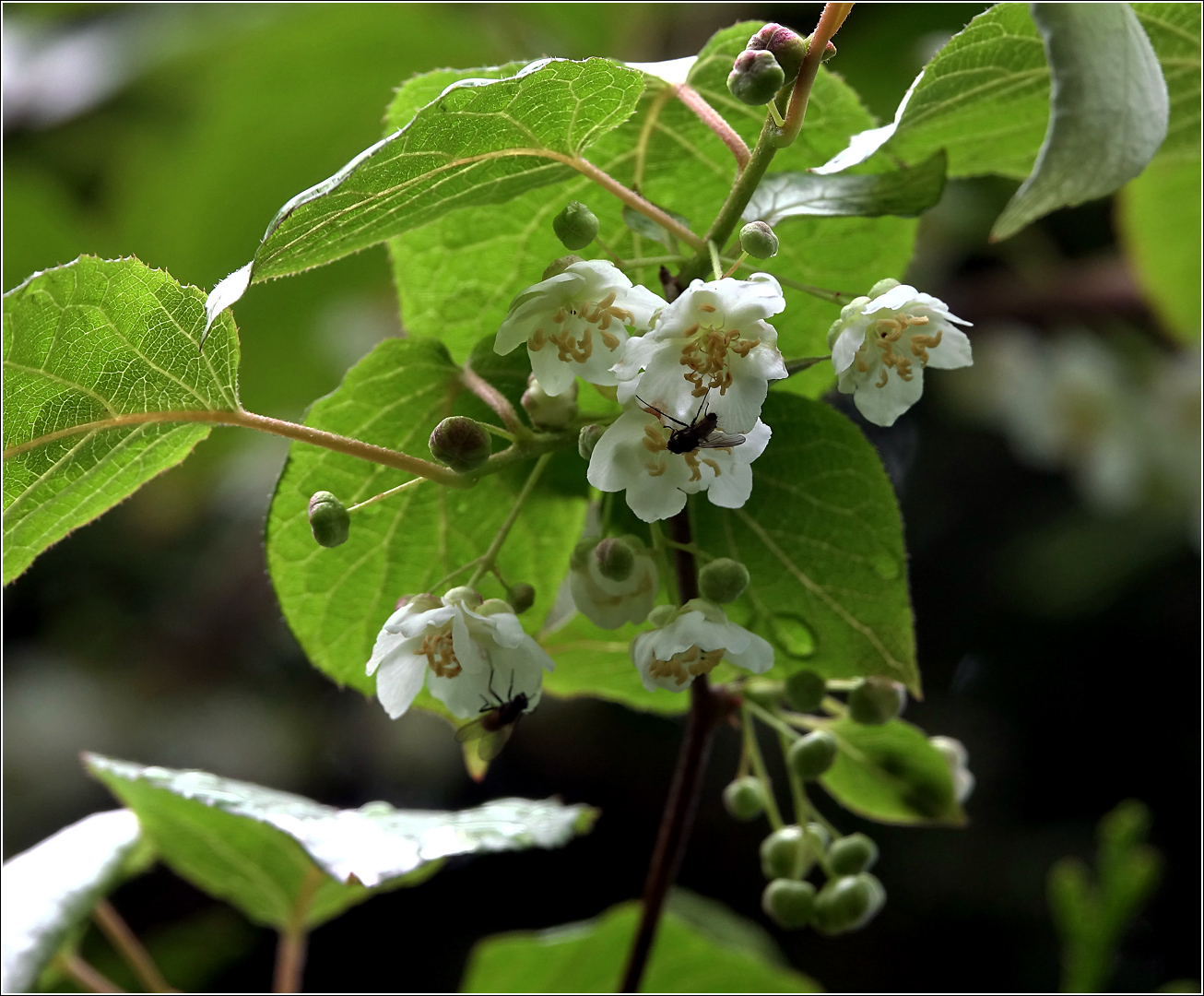 Image of Actinidia kolomikta specimen.