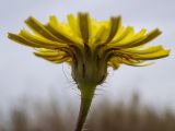 Crepis rhoeadifolia