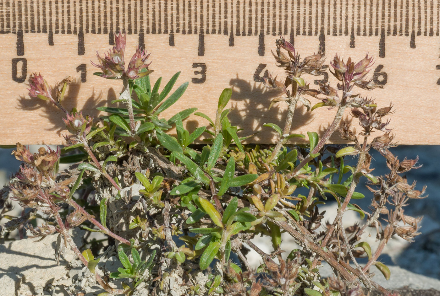 Image of Thymus sessilifolius specimen.