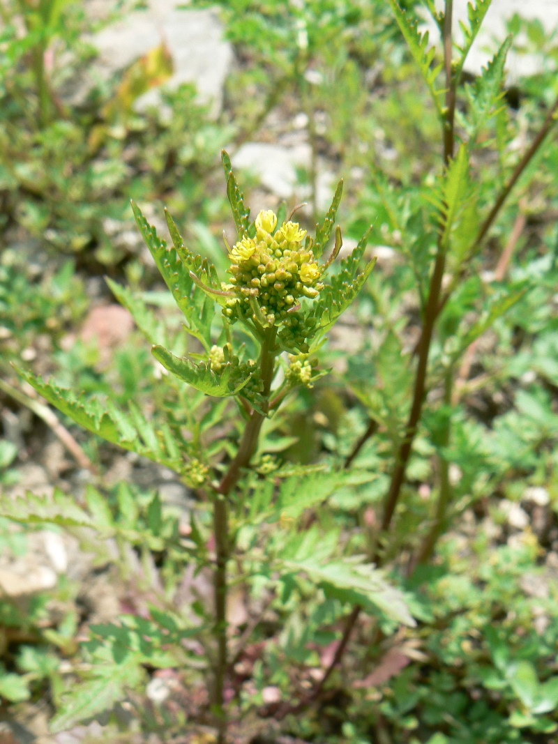 Image of Rorippa palustris specimen.