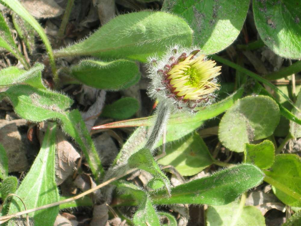 Image of Erigeron komarovii specimen.