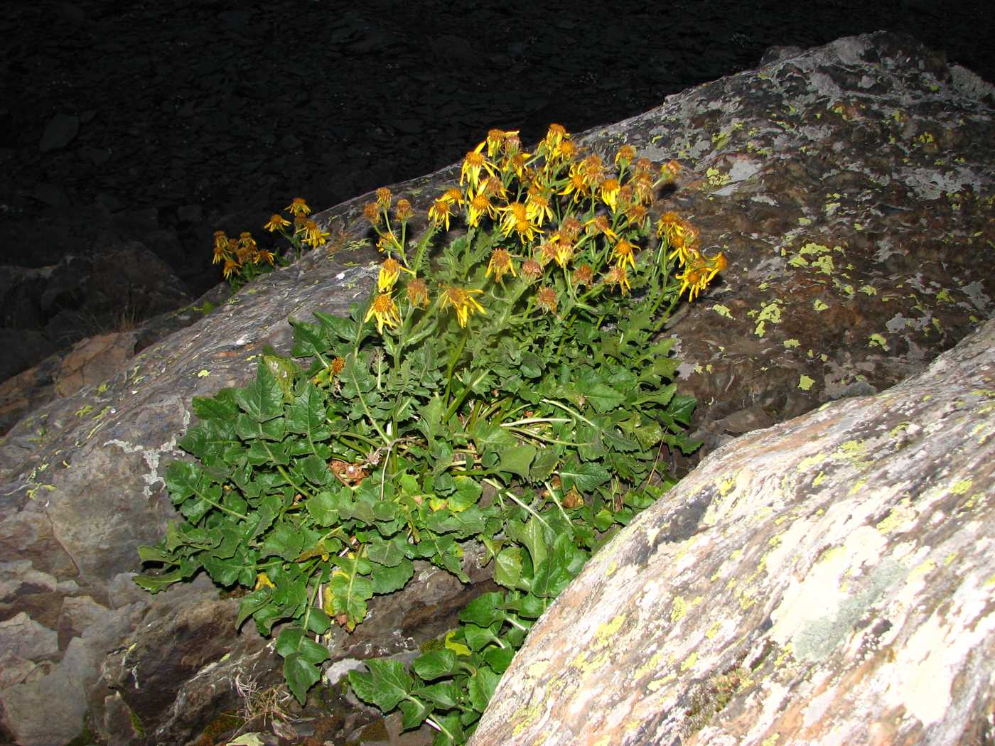 Изображение особи Senecio taraxacifolius.