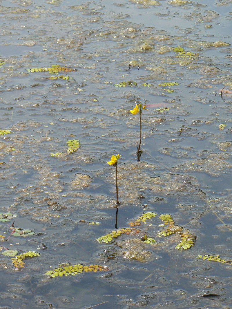 Image of Utricularia vulgaris specimen.