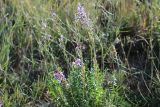 Oxytropis capusii