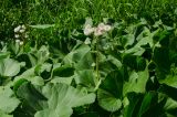 Petasites radiatus. Плодоносящие растения. Свердловская обл., Красноуфимский округ, Саргаинский сельский совет, окр. пос. Саргая, на мелководье. 14 июня 2021 г.