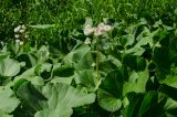 Petasites radiatus