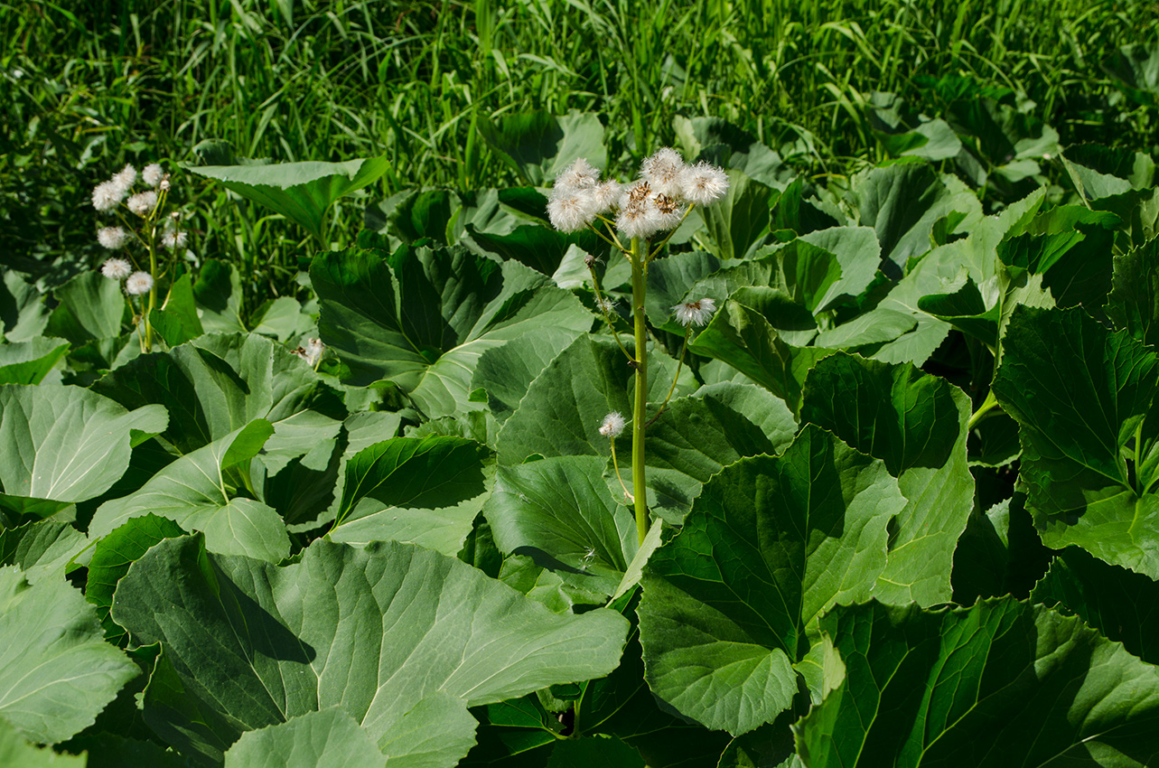 Изображение особи Petasites radiatus.