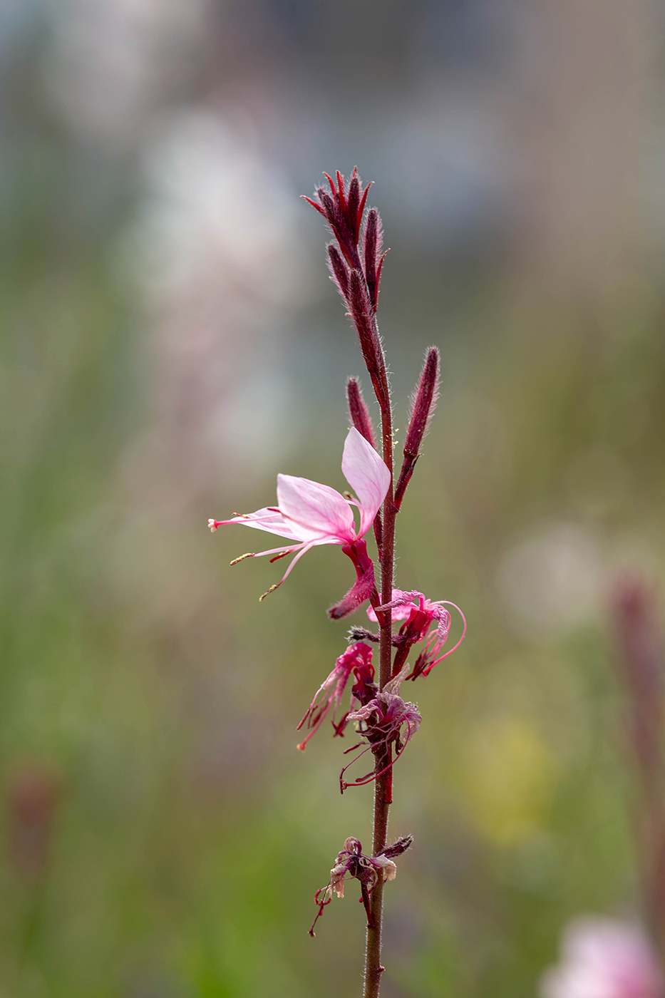 Image of Gaura lindheimeri specimen.