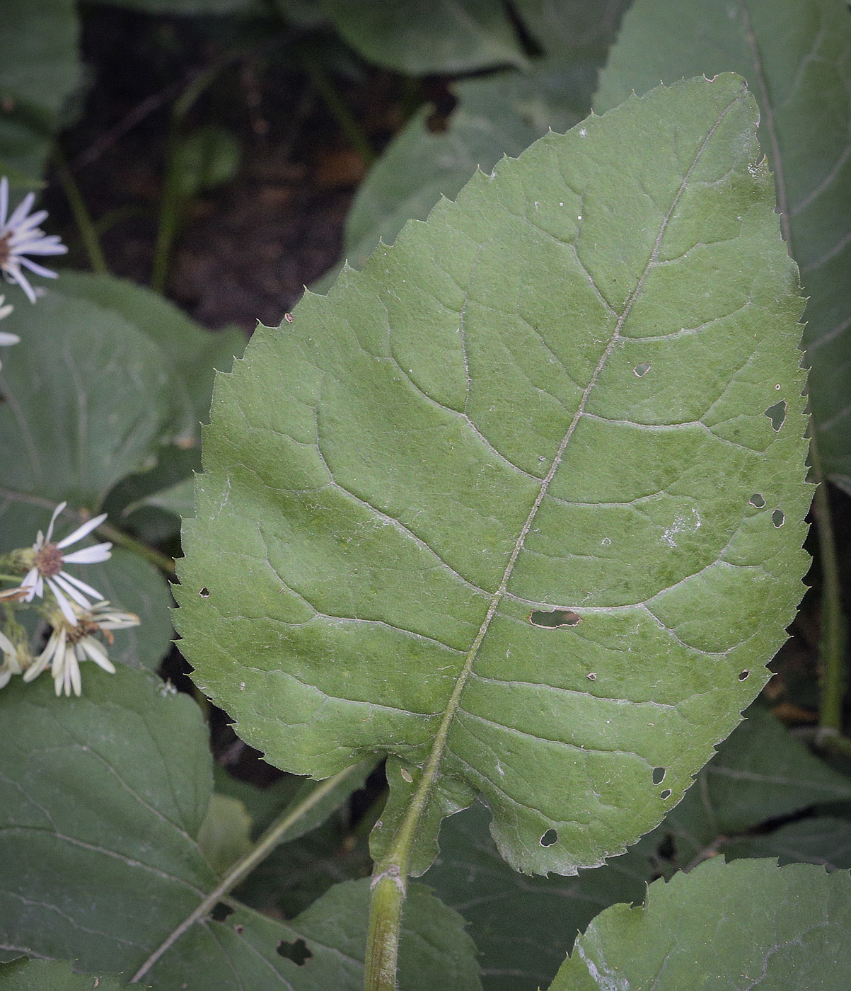 Image of Eurybia macrophylla specimen.
