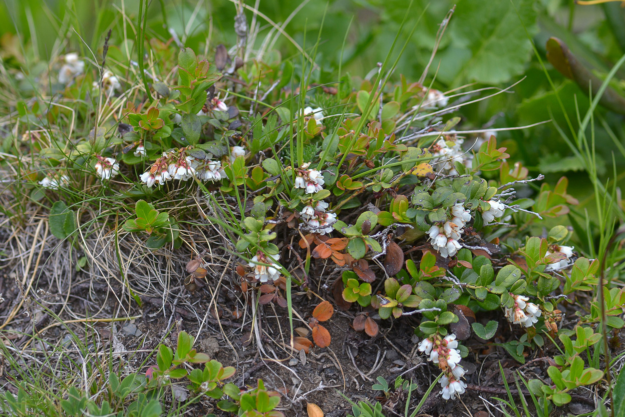 Image of Vaccinium vitis-idaea specimen.