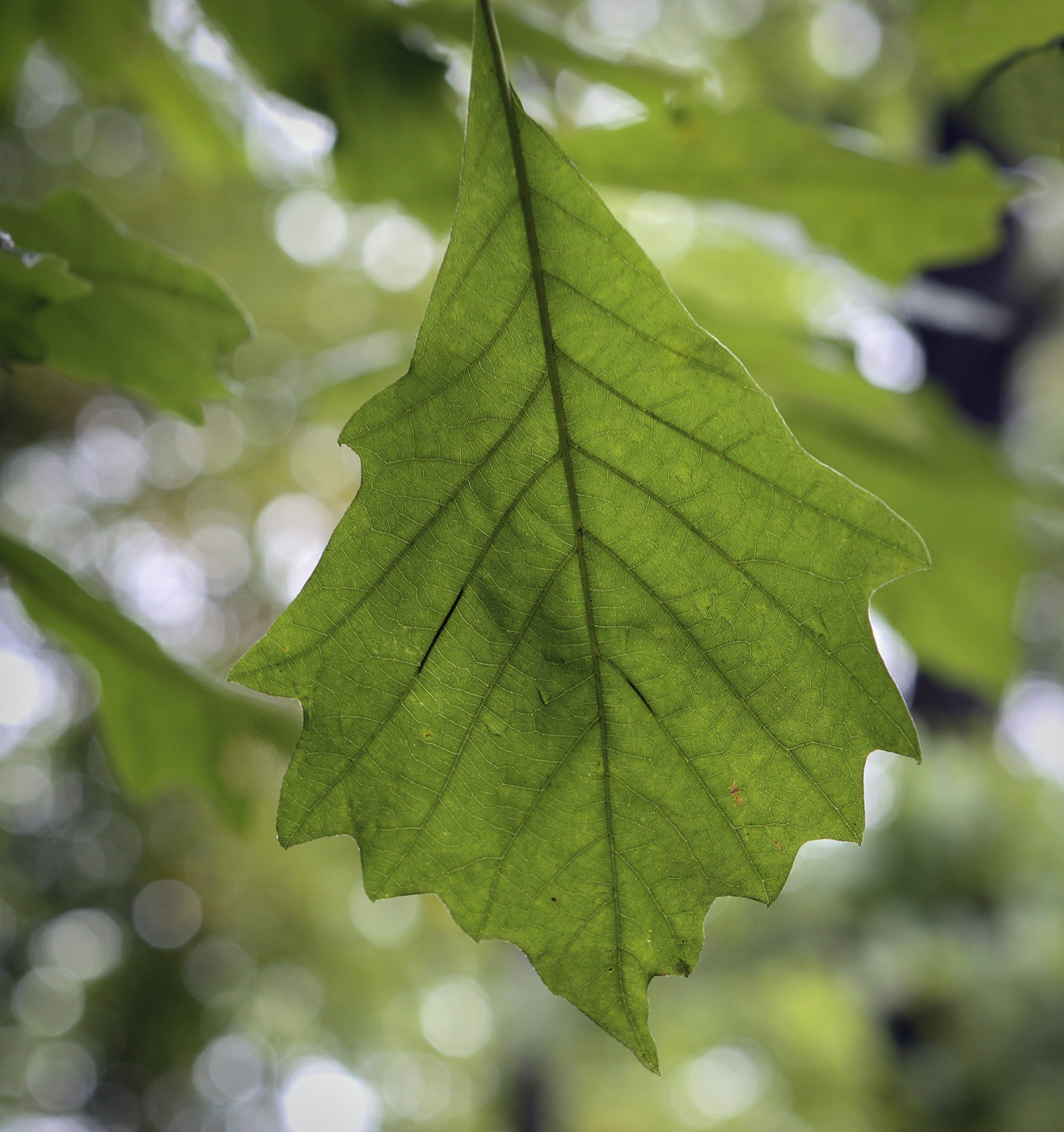 Image of Quercus bicolor specimen.