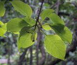 Syringa subspecies pekinensis