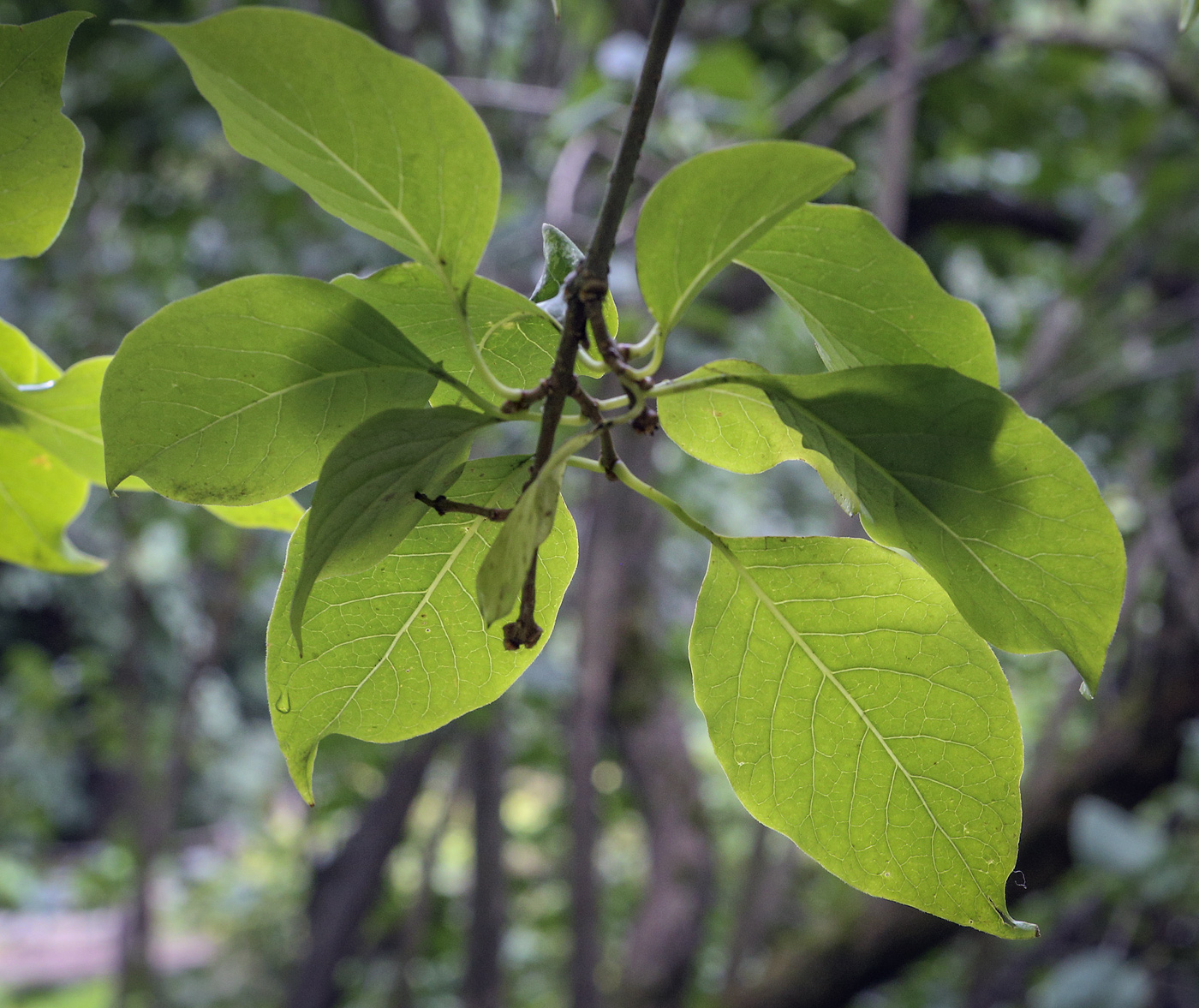 Изображение особи Syringa reticulata ssp. pekinensis.