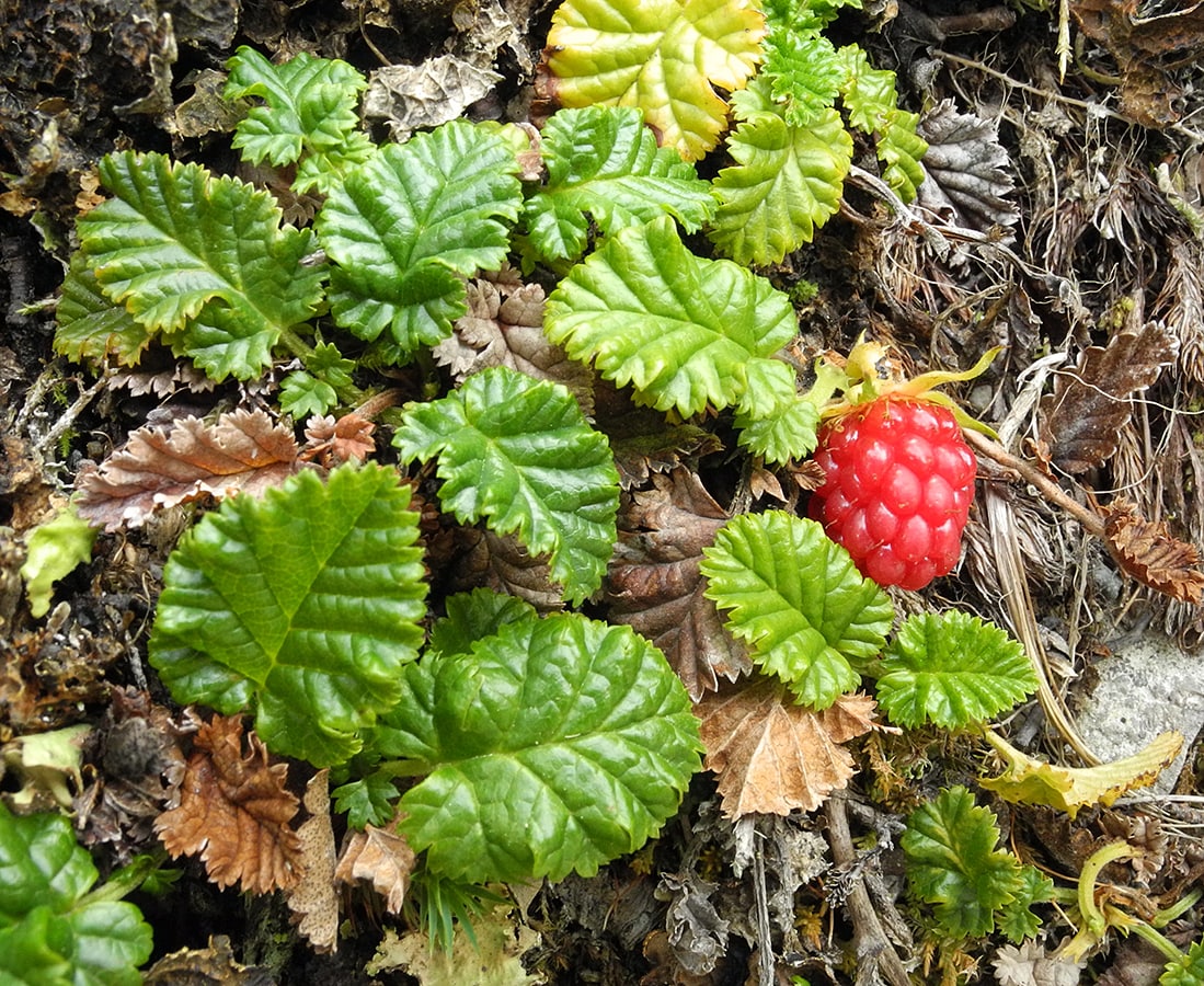 Image of Rubus geoides specimen.