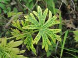 Geranium sanguineum