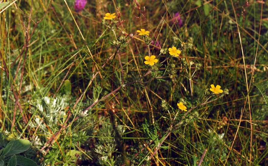 Изображение особи Potentilla thyrsiflora.