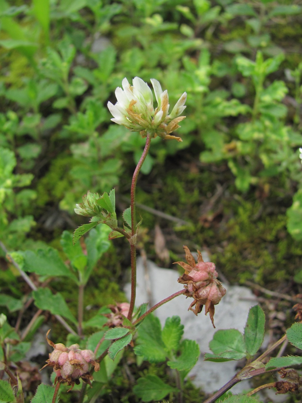 Изображение особи Trifolium tumens.