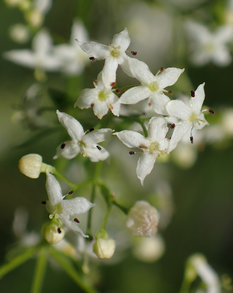 Image of Galium album specimen.