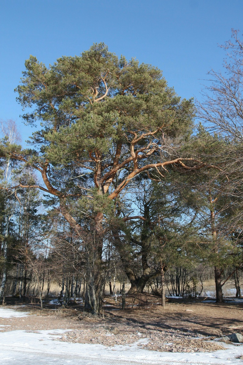 Изображение особи Pinus sylvestris.