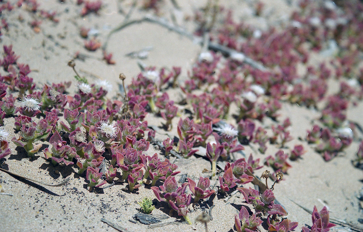 Изображение особи семейство Aizoaceae.