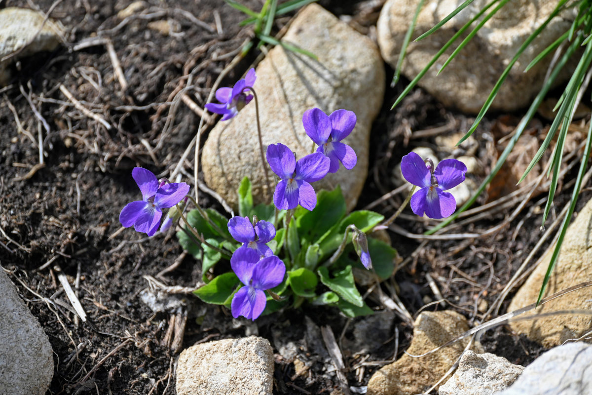 Изображение особи род Viola.