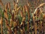 Equisetum arvense. Верхушки генеративных и молодых вегетативных побегов. Магаданская обл., окр. г. Магадан, побережье бухты Гертнера, около разрушенного здания. 26.05.2018.