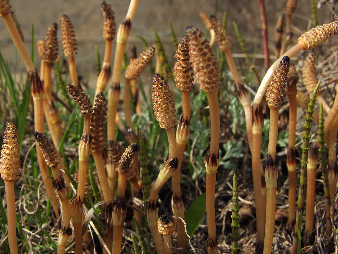 Изображение особи Equisetum arvense.