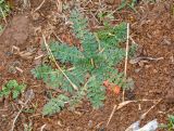 Erodium acaule