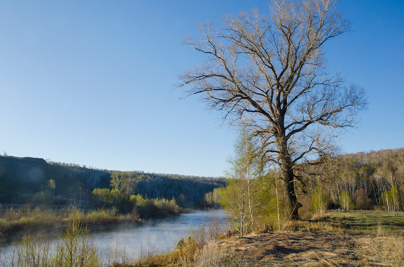 Image of Populus nigra specimen.