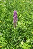 Dactylorhiza &times; kerneriorum