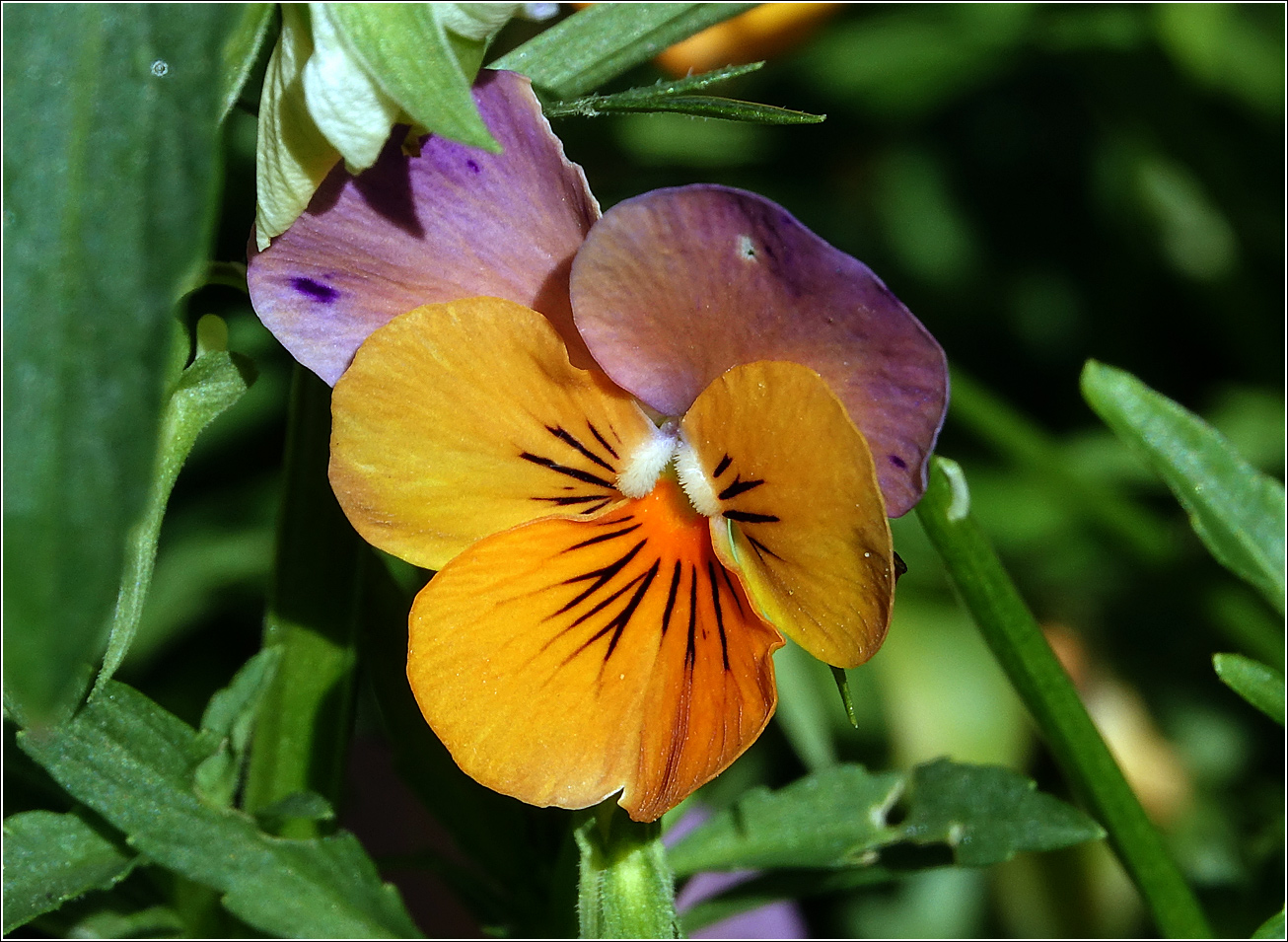 Image of Viola wittrockiana specimen.