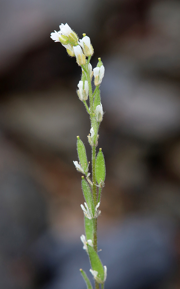 Image of Draba cana specimen.