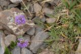 Oxytropis lapponica