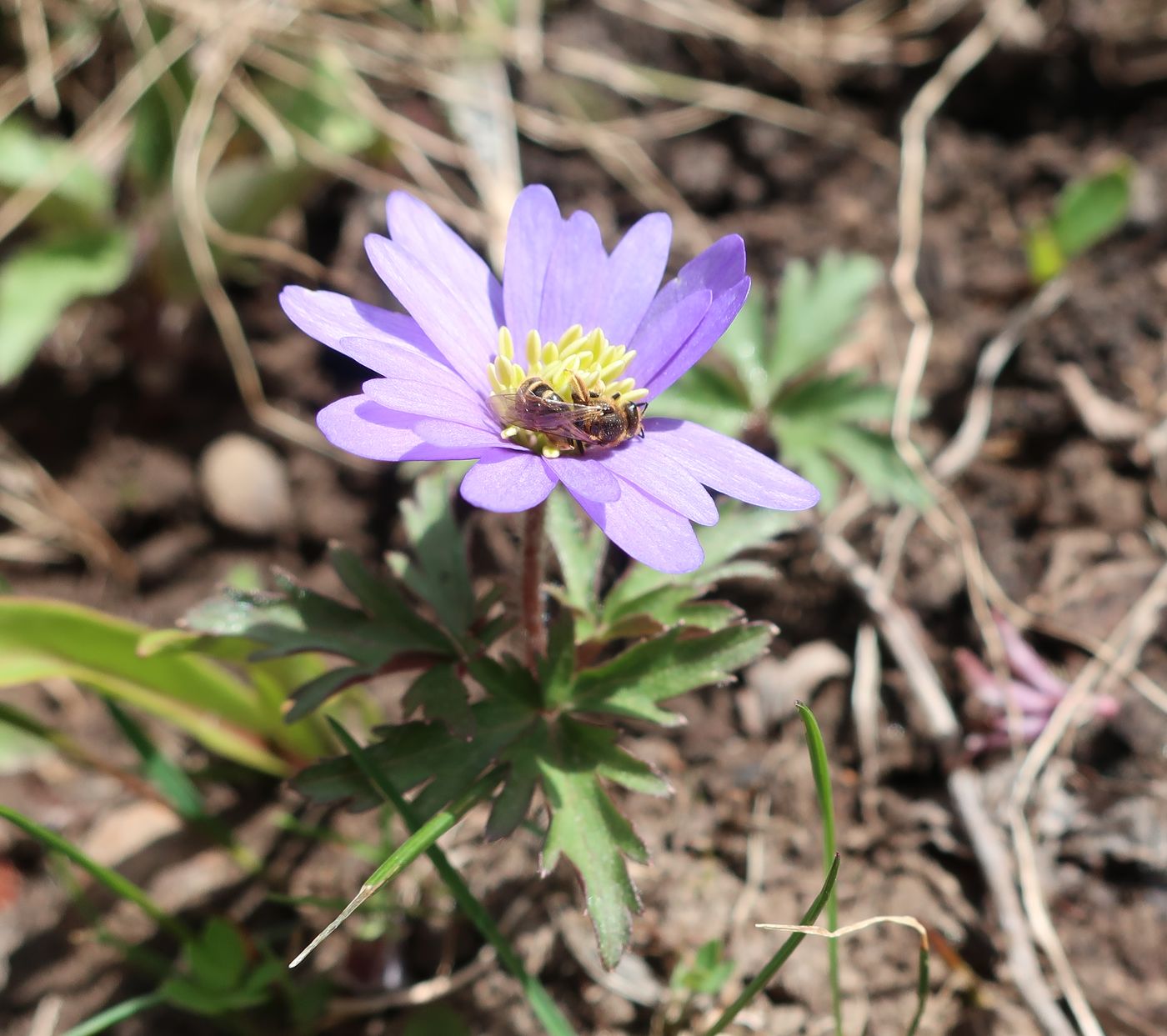 Изображение особи Anemone blanda.