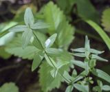 Galium physocarpum. Побег с поврежденной верхушкой. Пермский край, Оханский р-н, Тулумбаихинское сельское поселение, Кунчурихинский бор, смешанный сырой лес. 14.08.2022.