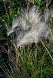 Hordeum jubatum