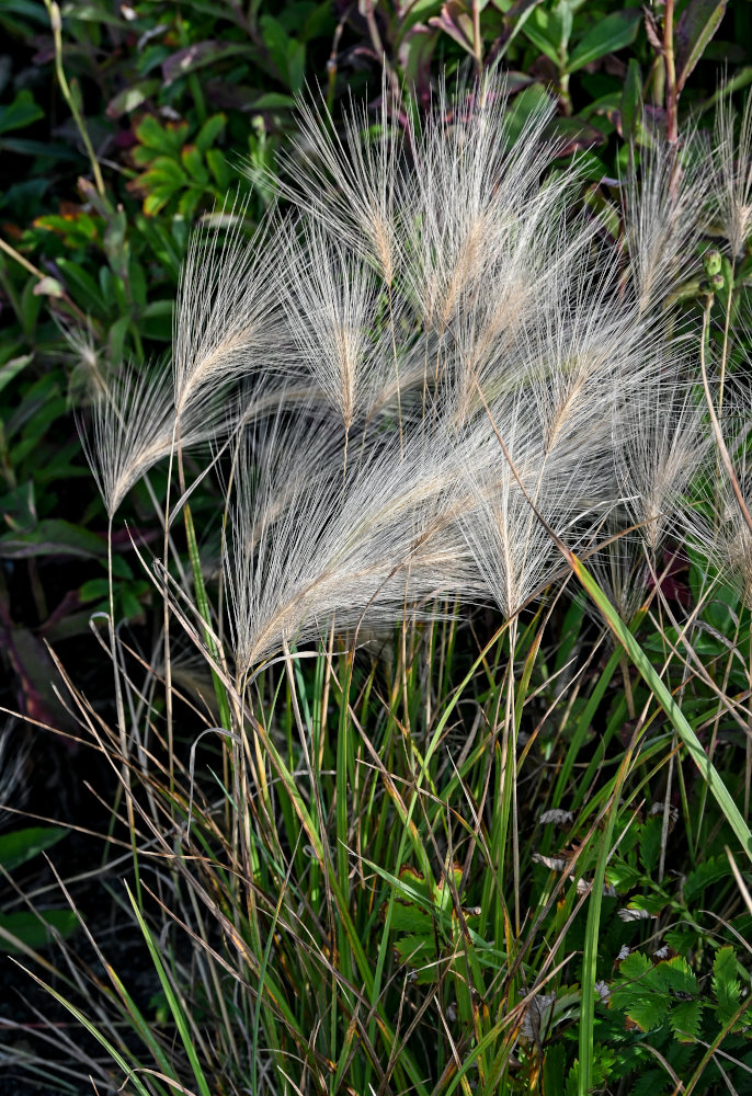 Image of Hordeum jubatum specimen.