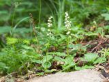 Pyrola minor