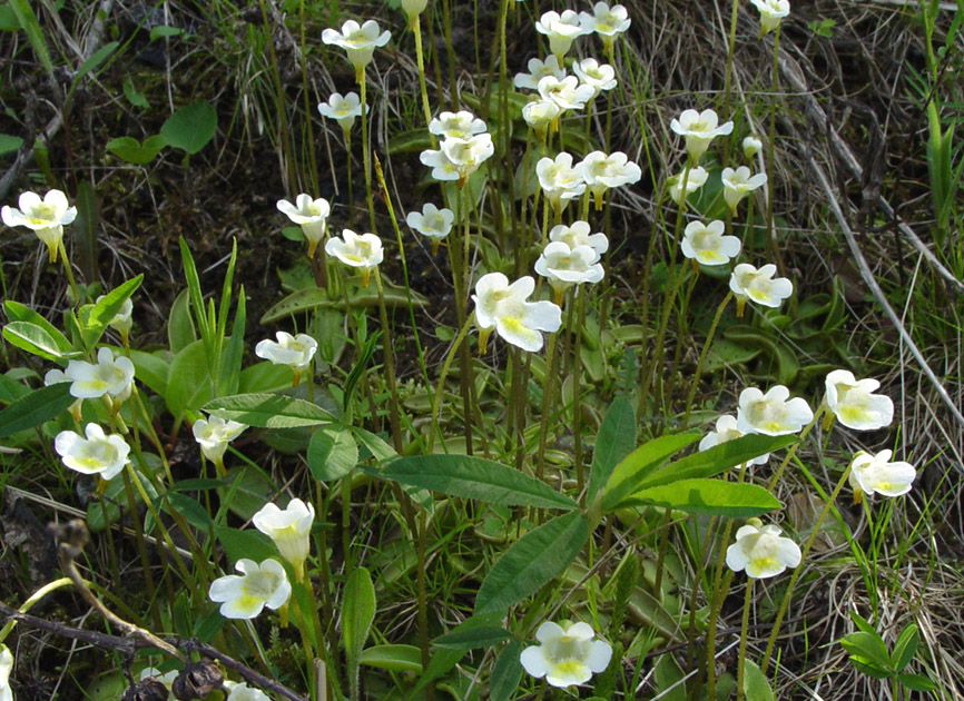 Изображение особи Pinguicula alpina.