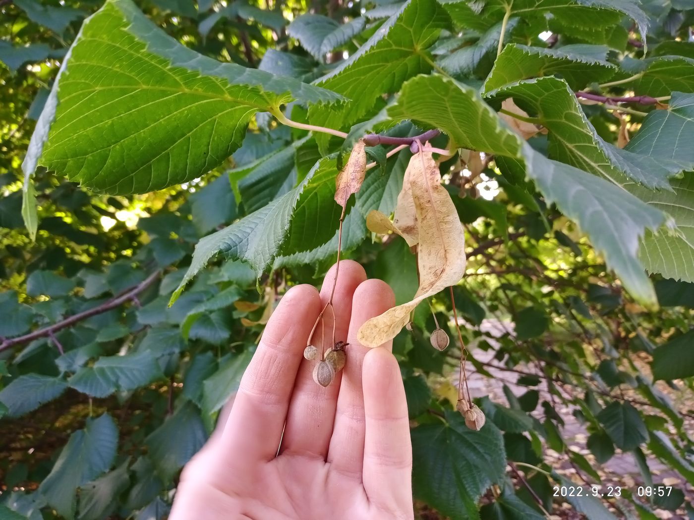 Изображение особи Tilia europaea.