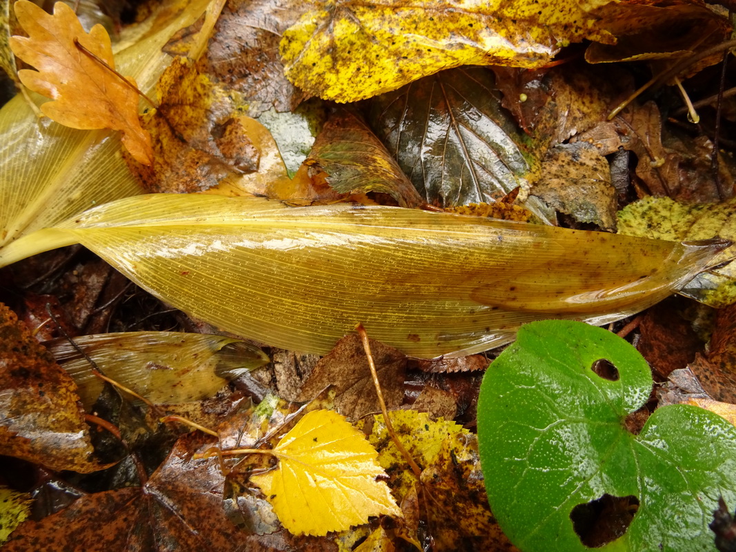 Image of Convallaria majalis specimen.