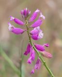 Polygala major