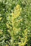 Galium × pomeranicum. Верхние части цветущих растений. Республика Татарстан, окр. г. Набережные Челны, Белоусская часть НП «Нижняя Кама» (Челнинское лесничество), опушка леса (в сообществе с Galium boreale). 10.07.2022.