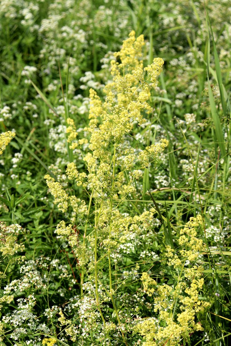 Image of Galium &times; pomeranicum specimen.