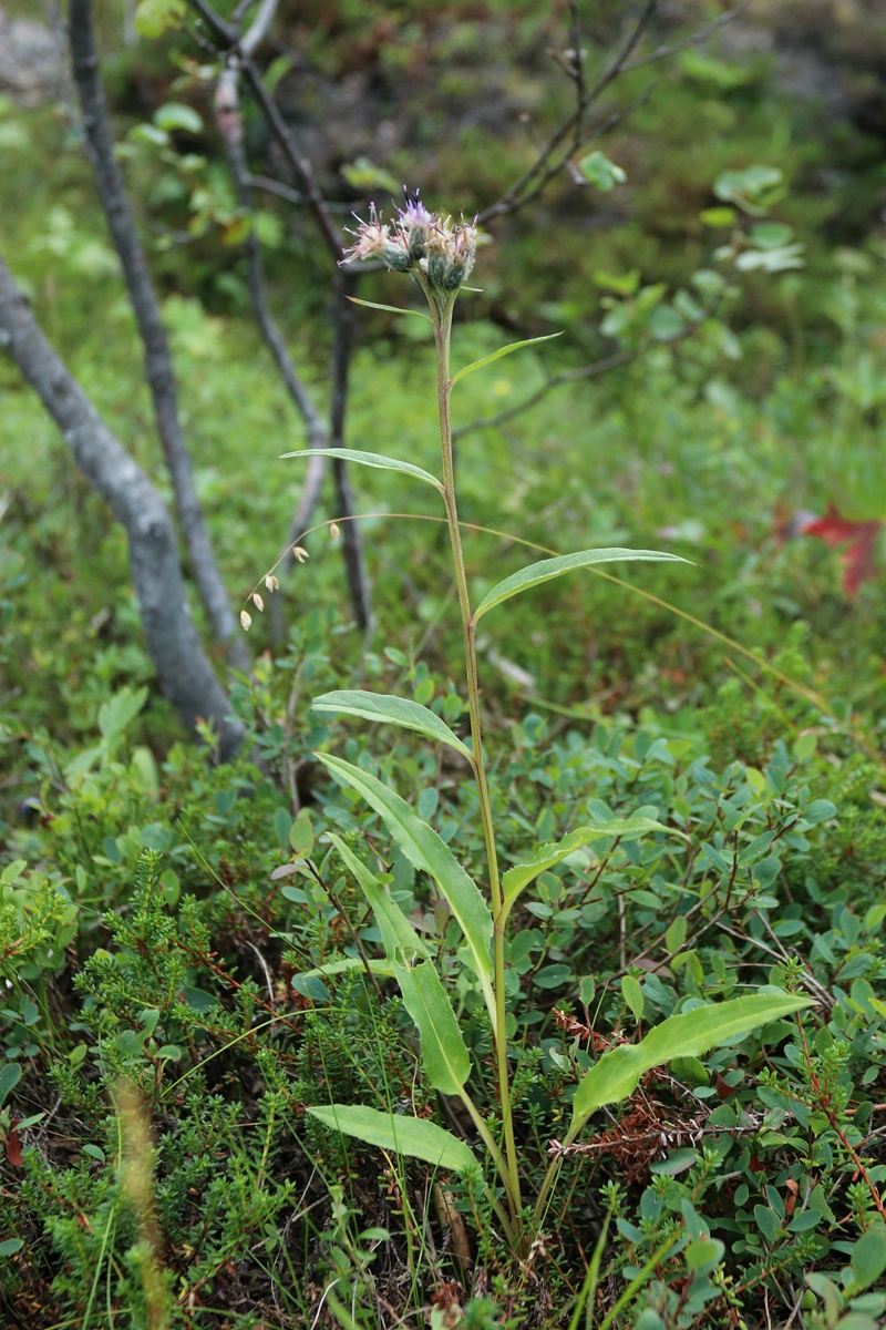 Изображение особи Saussurea alpina.