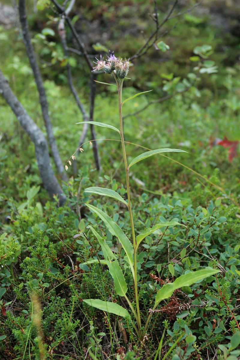 Изображение особи Saussurea alpina.